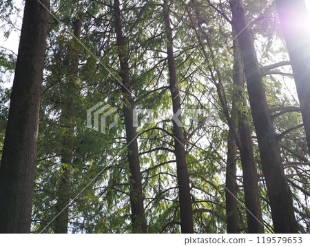 The sun seen from the forest, the sparkle of the trees, copy space, time for relaxation, being healed by the forest, the sparkle of green The sun seen from the forest, the sparkle of the trees, copy space, time for relaxation, being healed by the forest, the sparkle of green 119579653