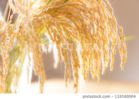 一束收成的稻穗 119580004