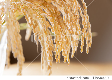 Harvested rice bunch Harvested rice bunch 119580005