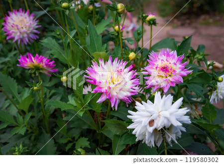 Purple white dahlia flowers Hayley Jane on green background. Russian Far East Purple white dahlia flowers Hayley Jane on green background. Russian Far East 119580302