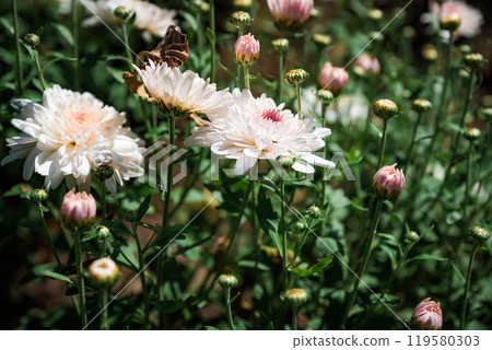 Chrysanthemum koreanum Apple blossom close up Chrysanthemum koreanum Apple blossom close up 119580303