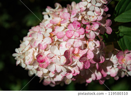 Pink Hydrangea Sundae Fraise (Rensun) branch growing in Far East of Russia 119580310