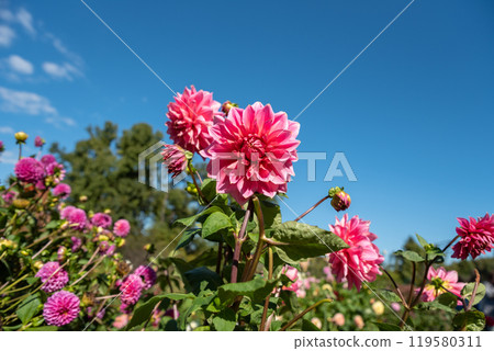 Pink dahlia flower on green background. Russian Far East Pink dahlia flower on green background. Russian Far East 119580311