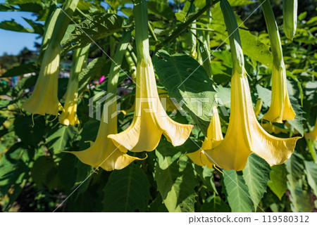 Yellow Brugmansia flowers growing in Far East of Russia Yellow Brugmansia flowers growing in Far East of Russia 119580312