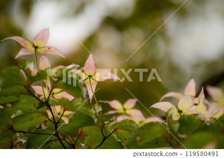 Yamabashi Yamabashi 119580491