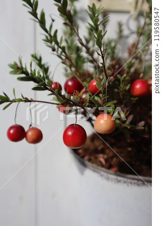 紅蔓越莓種植在錫鍋裡 紅蔓越莓種植在錫鍋裡 119580547