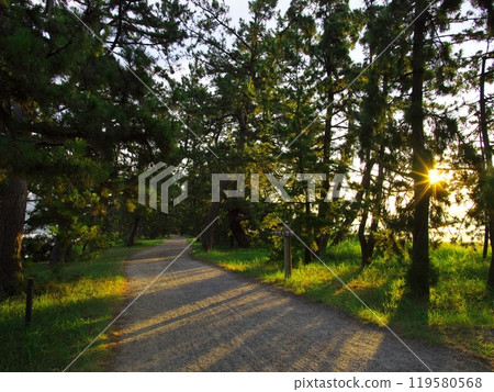 夏天的天橋立，松林環繞的道路，清晨的陽光透過樹葉 119580568