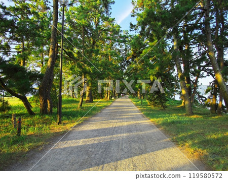夏天的天橋立,松林環繞的道路,清晨的陽光透過樹葉 夏天的天橋立,松林環繞的道路,清晨的陽光透過樹葉 119580572