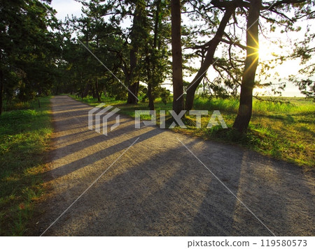 夏天的天橋立,松林環繞的道路,清晨的陽光透過樹葉 夏天的天橋立,松林環繞的道路,清晨的陽光透過樹葉 119580573