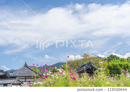Asukadera Temple and cosmos in autumn (Asuka Village, Nara Prefecture) 119580644