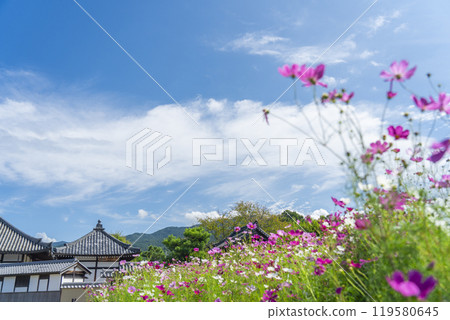 Asukadera Temple and cosmos in autumn (Asuka Village, Nara Prefecture) 119580645