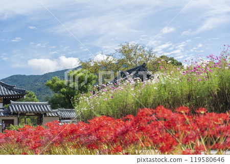 飛鳥寺、波斯菊、紅蜘蛛百合、秋景（奈良縣飛鳥村） 119580646