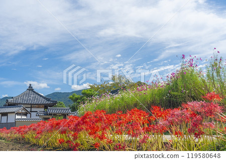 Asukadera Temple, cosmos and red spider lilies: Autumn scenery (Asuka Village, Nara Prefecture) Asukadera Temple, cosmos and red spider lilies: Autumn scenery (Asuka Village, Nara Prefecture) 119580648