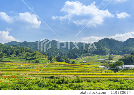 Autumn in Nara: Sakata rice terraces, red spider lilies and ears of rice 119580654