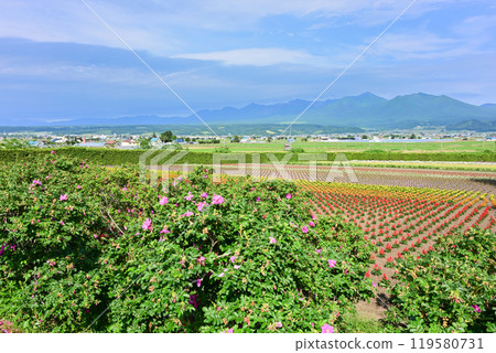  富田農場 119580731