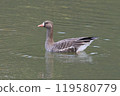 A wild goose that got separated from its companions during its journey 119580779