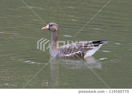 一隻在旅途中失散的白額雁 一隻在旅途中失散的白額雁 119580779