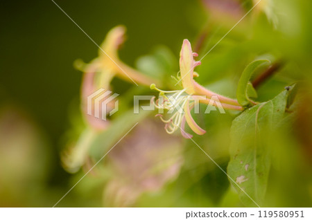 Honeysuckle 119580951