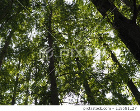 綠化景觀，複製空間，平靜的世界，綠化治愈，為秋葉做準備，歡樂時光 119581127