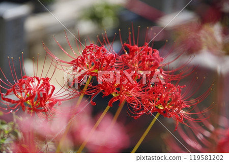 群集孤挺花，花朵，花 119581202
