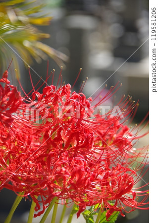 群集孤挺花，花朵，花 119581206