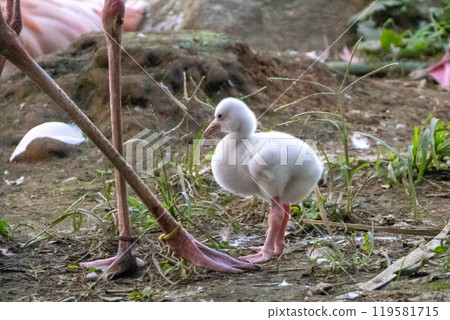 Beni Iro Flamingo的小妞 119581715