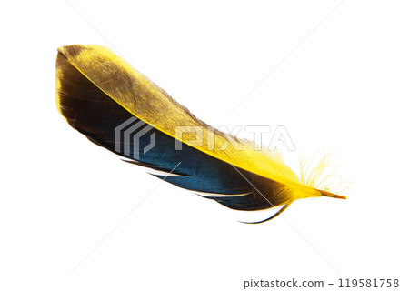 Dark yellow feather isolated on the white background Dark yellow feather isolated on the white background 119581758