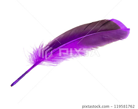 Dark purple feather isolated on the white background Dark purple feather isolated on the white background 119581762