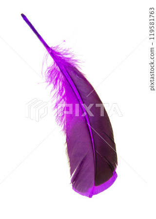 Dark purple feather isolated on the white background 119581763