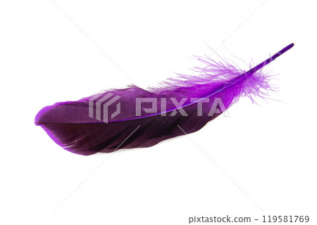 Dark purple feather isolated on the white background 119581769
