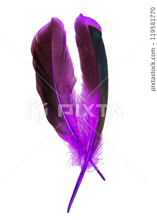 Dark purple feather isolated on the white background Dark purple feather isolated on the white background 119581770