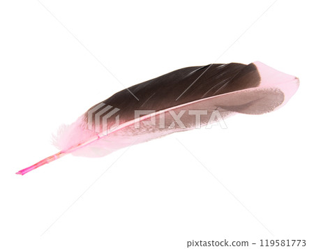 Dark pink feather isolated on the white background Dark pink feather isolated on the white background 119581773