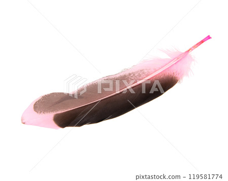 Dark pink feather isolated on the white background Dark pink feather isolated on the white background 119581774