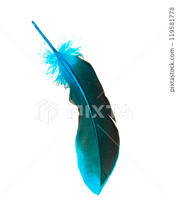 Blue decorative feather isolated on the white background Blue decorative feather isolated on the white background 119581778