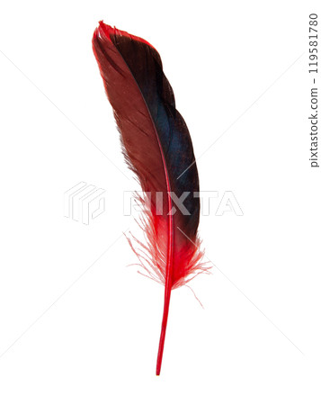Red decorative feather isolated on the white background 119581780
