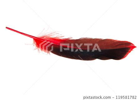 Red decorative feather isolated on the white background 119581782
