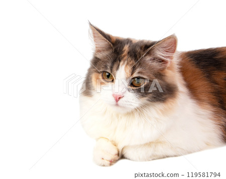 Bright fluffy cat three colors isolated on the white background Bright fluffy cat three colors isolated on the white background 119581794