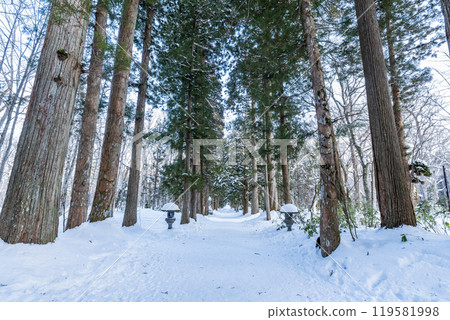 Togakushi Shrine Okusha Cedar Tree Line (Shrine Grove) in Winter Togakushi, Nagano City, Nagano Prefecture Togakushi Shrine Okusha Cedar Tree Line (Shrine Grove) in Winter Togakushi, Nagano City, Nagano Prefecture 119581998