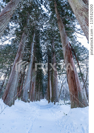 Togakushi Shrine Okusha Cedar Tree Line (Shrine Grove) in Winter Togakushi, Nagano City, Nagano Prefecture 119582000