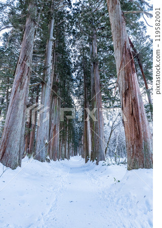 Togakushi Shrine Okusha Cedar Tree Line (Shrine Grove) in Winter Togakushi, Nagano City, Nagano Prefecture Togakushi Shrine Okusha Cedar Tree Line (Shrine Grove) in Winter Togakushi, Nagano City, Nagano Prefecture 119582001