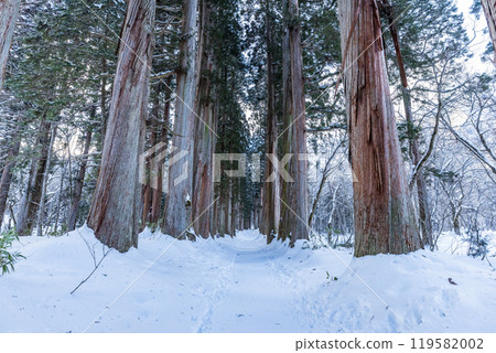 Togakushi Shrine Okusha Cedar Tree Line (Shrine Grove) in Winter Togakushi, Nagano City, Nagano Prefecture 119582002