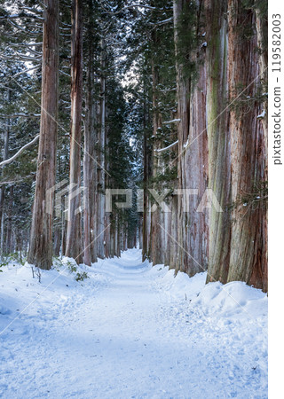 Togakushi Shrine Okusha Cedar Tree Line (Shrine Grove) in Winter Togakushi, Nagano City, Nagano Prefecture 119582003