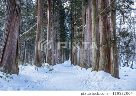 長野縣長野市戶隱神社奧社雪鬆的冬天 119582004