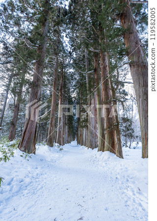 Togakushi Shrine Okusha Cedar Tree Line (Shrine Grove) in Winter Togakushi, Nagano City, Nagano Prefecture 119582005