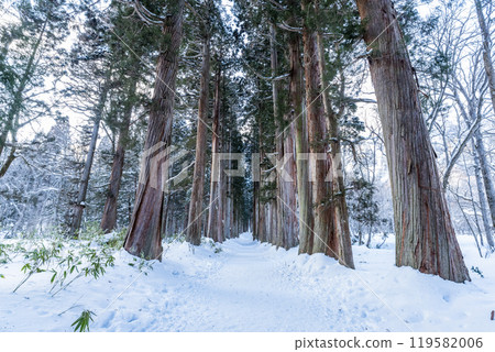 Togakushi Shrine Okusha Cedar Tree Line (Shrine Grove) in Winter Togakushi, Nagano City, Nagano Prefecture 119582006
