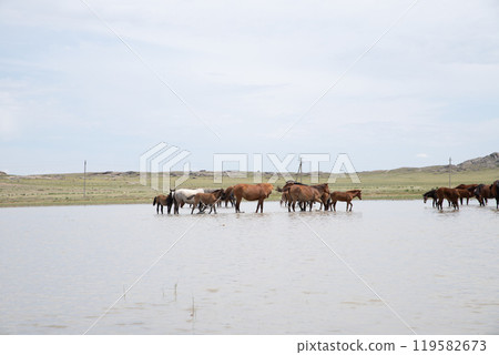 herd of horses in pond drink water and cool off on hot summer day. ranch, free grazing horses with foals 119582673