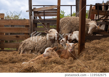 flock of sheep with cute lambs relax on hay in paddock on organic ranch. free range Katumsky or Katumas ovis aries sheep 119582675