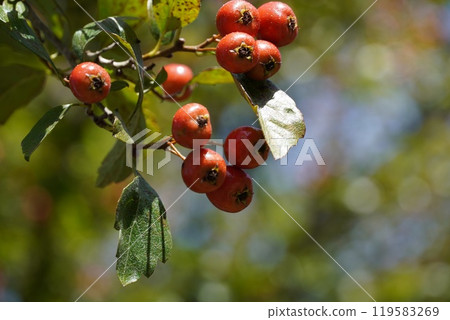 Halloween and Roses in the English Garden Halloween and Roses in the English Garden 119583269
