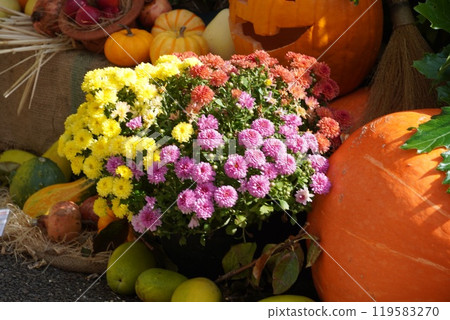 Halloween and Roses in the English Garden 119583270