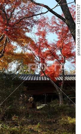 Autumn leaves seen from inside Shunpu Banri-so 119583787